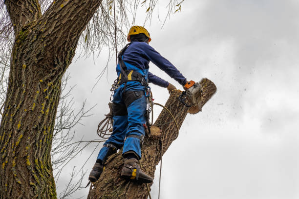 Best Tree Removal Contractors  in Johnson, AR